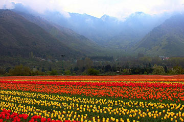 Amritsar to Srinagar Taxi